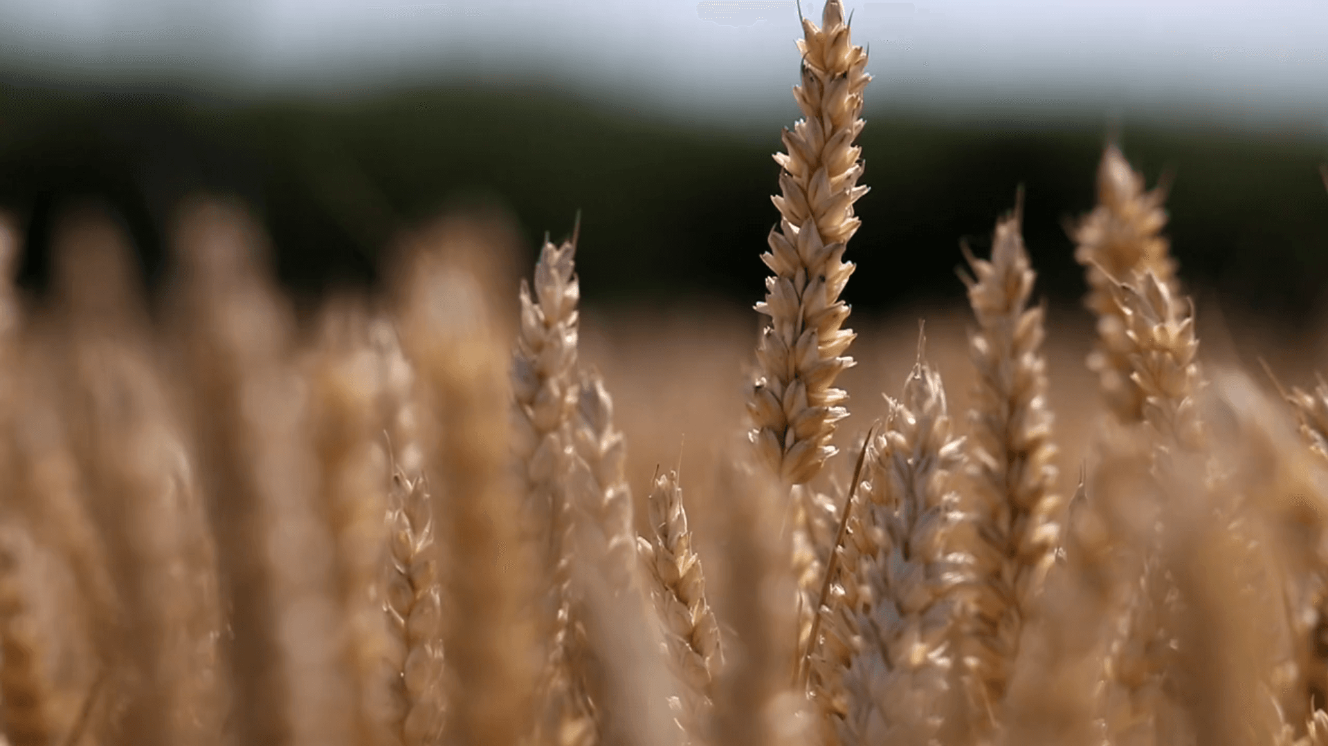 تقاوي شتوية